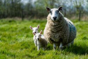 Two lambs next to an adult sheep in a field