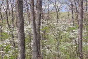 White Oak Trees growing in the woods.