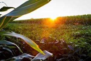 freshly cut crops with sunsetting