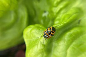 small insect on a leaf of lettuce