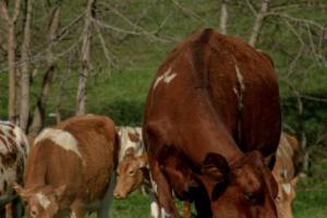 Several cows eating grass