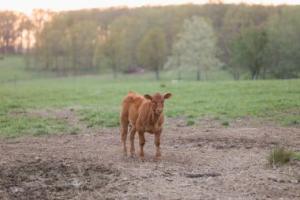 Red cow calf in a pasture