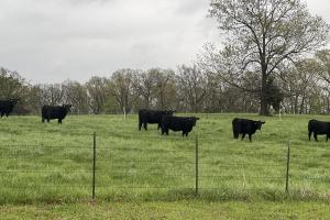 Black cows grazing in a fenced-in pasture