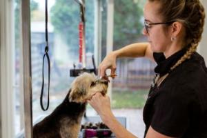Small dog being trimmed and groomed