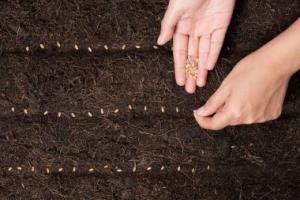 Hands sowing seeds into garden soil