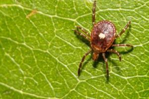 Spotted Tick crawling on a leaf