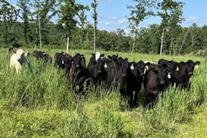 Cows in a field with trees behind them