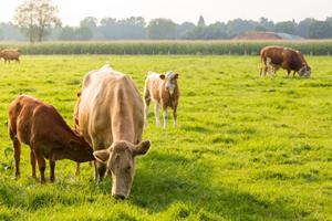 Cattle grazing in the grass.