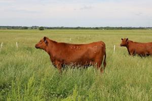 A couple brown cows in a field.