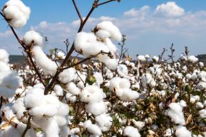 Cotton in a field