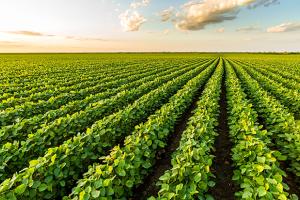 soybeans in a field