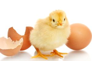 chick next to broken egg