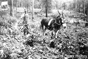 Farmer with mule working the land on Ozark farm from Shiloh Museum of Ozark History