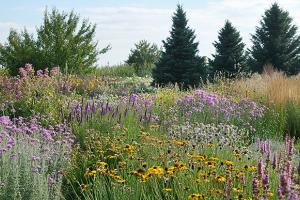 native plants and trees