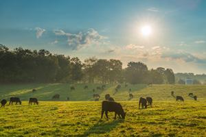 Cows grazing in field on sunny day