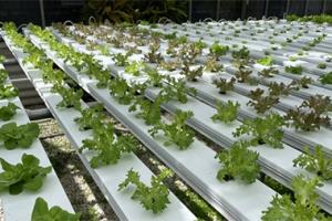 Crops growing in a greenhouse.