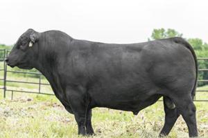Bull standing in field