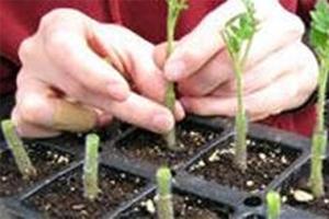 Two hands working on a tomato vine.