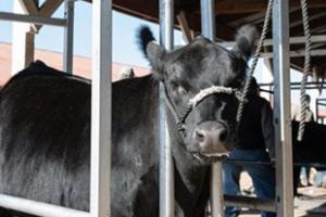 Show-me select heifer