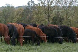 Cattle grazing in a field