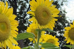 sunflowers