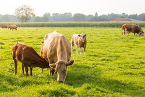 Cattle grazing in a field. 