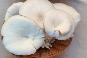 Oyster Mushrooms