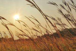 Bluestem grass in field