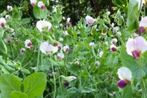 Austrian Winter Pea cover crop