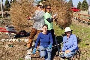 A group of four women cleaning up landscaping.