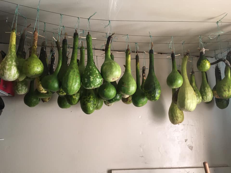 Program participants turn dried gourds into birdhouses and plant the seeds for next year’s garden.