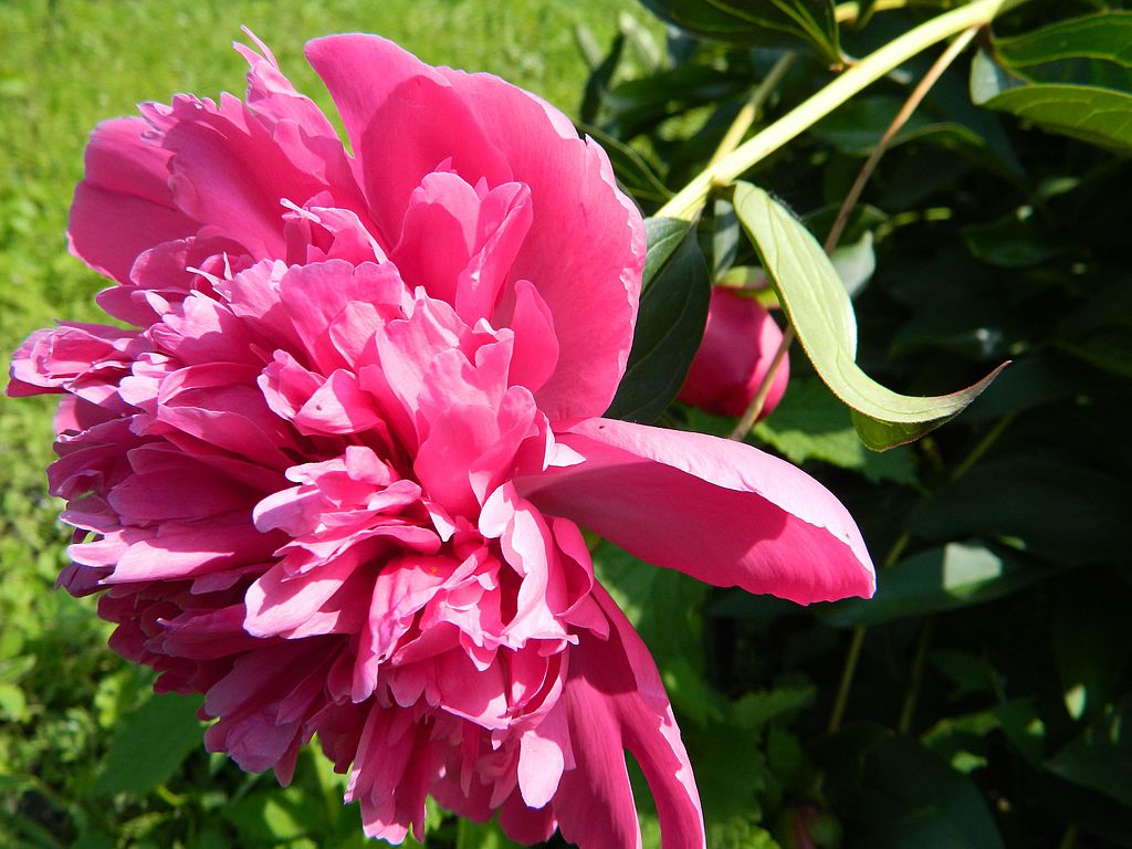 Pink peony. Credit required: Photo by Oleksandra Deriy, shared under a Creative Commons license (CC-BY-SA 4.0), via Wikimedia Commons.