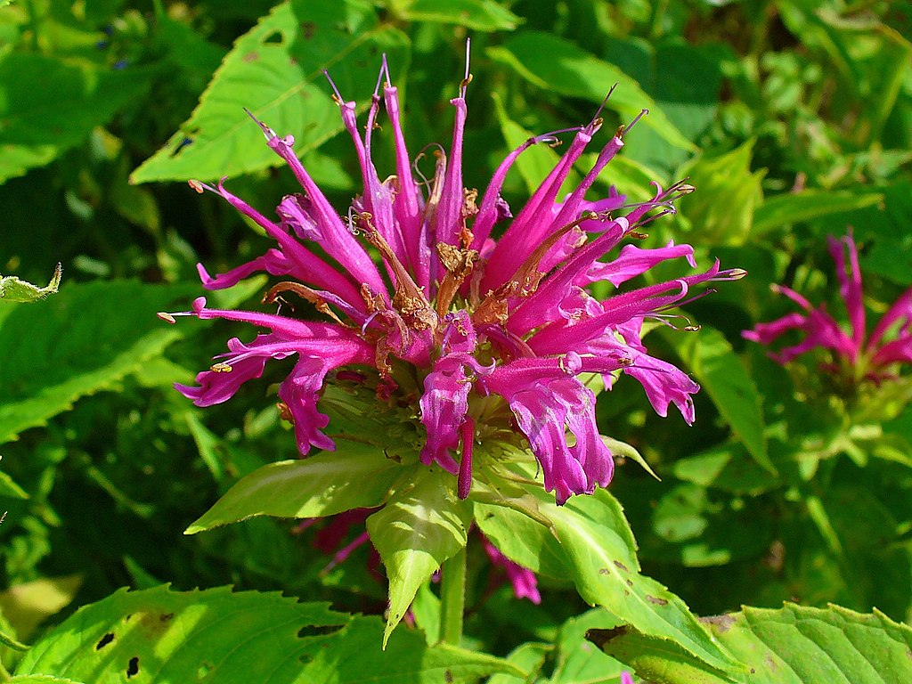 Monarda didyma. Photo by H. Zell, CC BY-SA 3.0 (https://creativecommons.org/licenses/by-sa/3.0), via Wikimedia Commons.