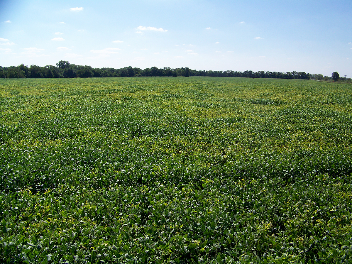 Potash-deficient crops will show yellowing along leaf edges. Photo courtesy of Pat Miller.