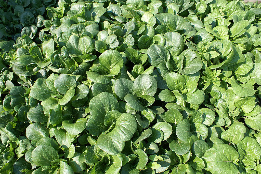 Bok choy, a type of Chinese cabbage. Photo by JS, CC BY-SA 3.0 (https://creativecommons.org/licenses/by-sa/3.0), via Wikimedia Commons.