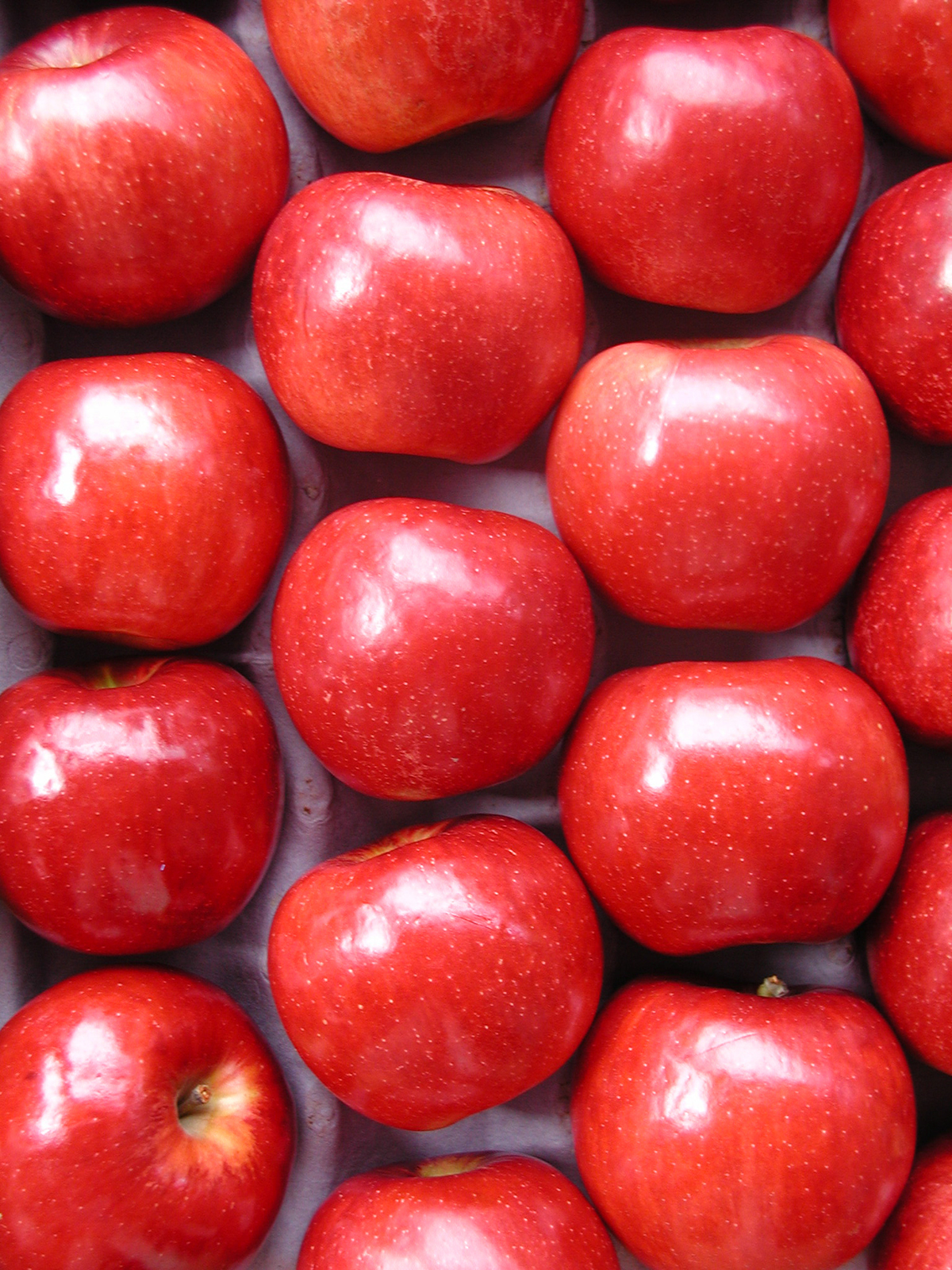 Jonathan apples harvested in early September in Missouri. Photo courtesy of Michele Warmund.