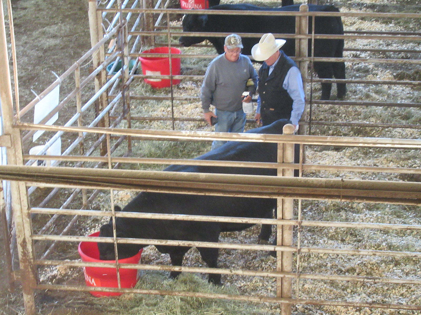 A consignor tries to convince a buyer his bull is best.