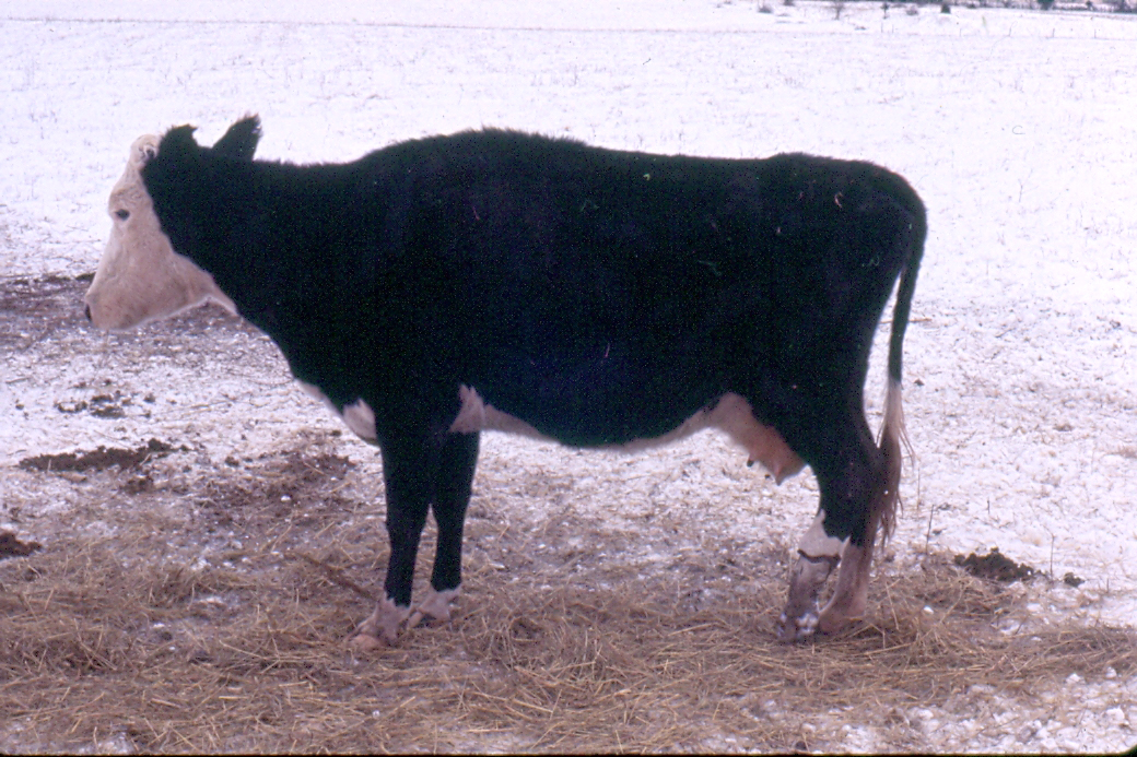 As temperatures drop, beef producers should be on the lookout for signs of fescue foot. University of Missouri Extension livestock specialist Eldon Cole shared these examples of fescue foot in cattle in various stages.