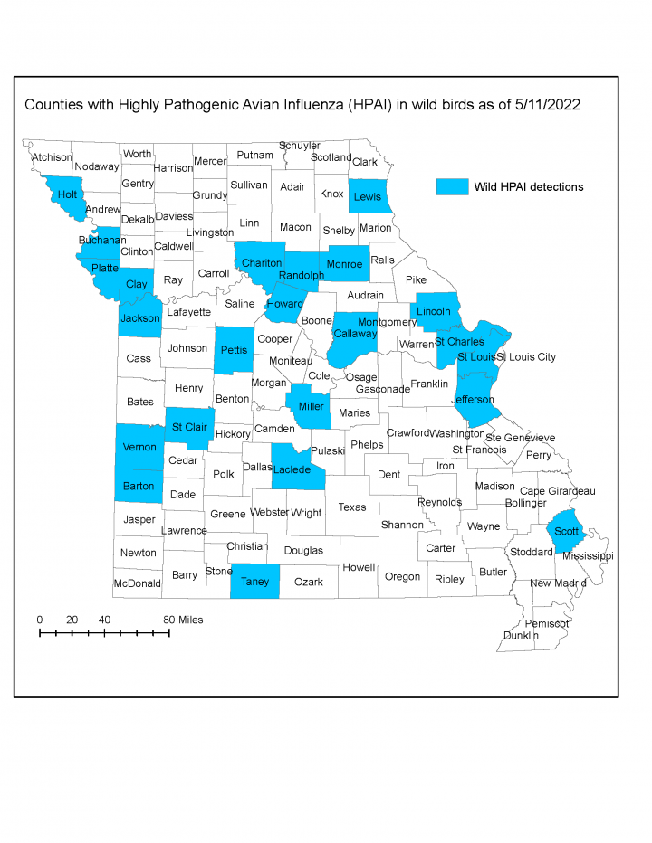 Missouri Department of Conservation map shows the 23 Missouri counties with confirmed cases of avian flu as of May 11. Reported cases are dropping as temperatures rise. Source: https://mdc.mo.gov/wildlife/wildlife-diseases/highly-pathogenic-avian-influenz