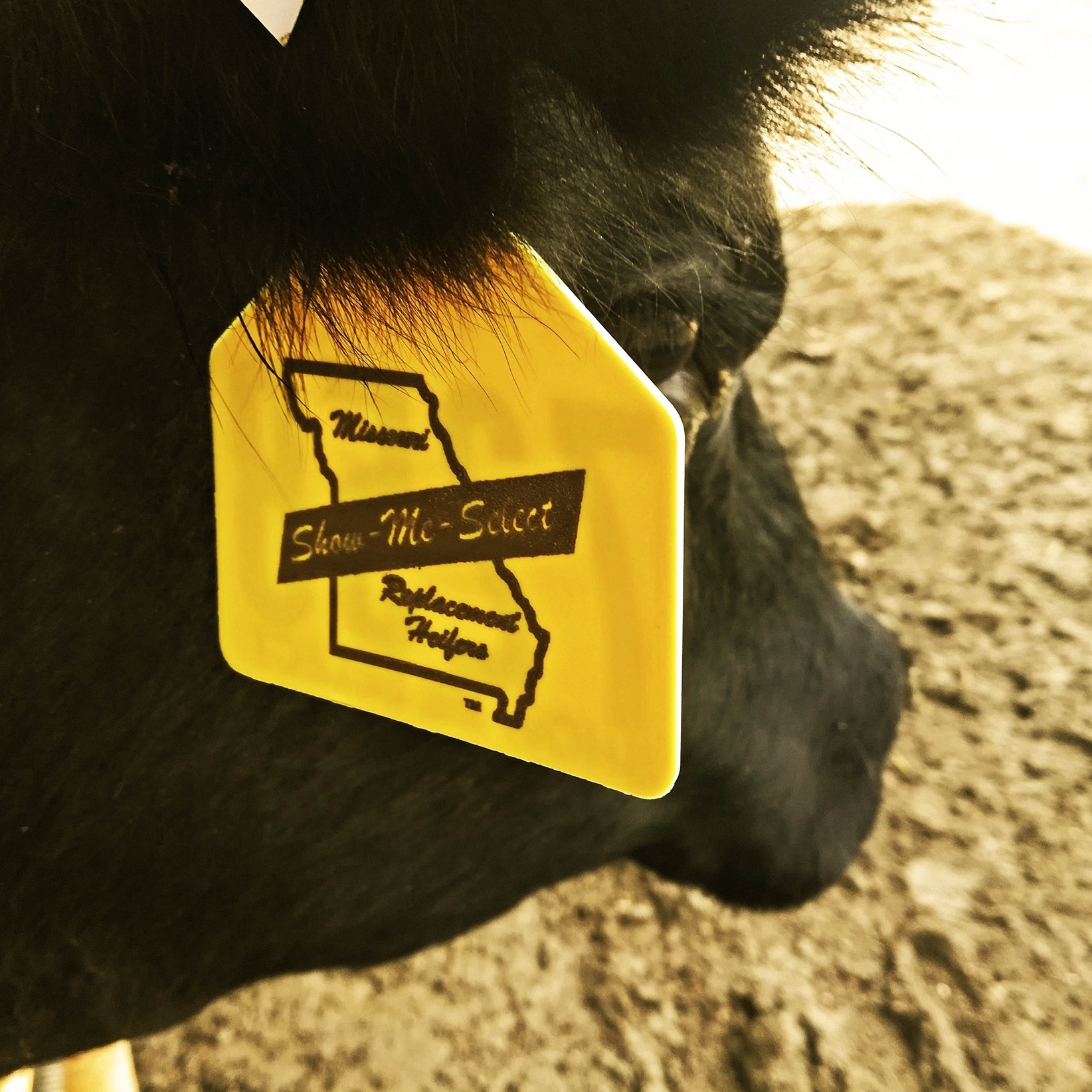 Show-Me-Select ear tag