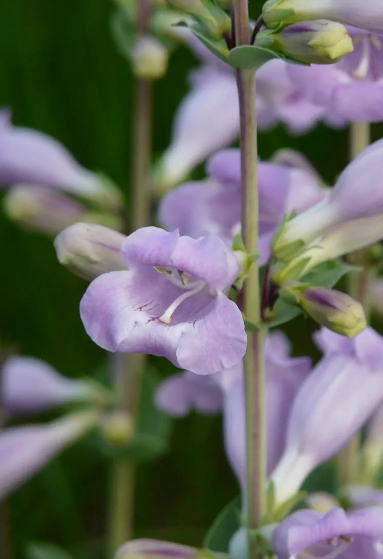 Lavender flowers on a Penstemon grandiflorus plant. Photo courtesy of Prairie Nursery, Inc.Photo courtesy of Prairie Nursery, Inc.