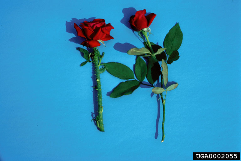 Diseased stem on left with an enlarged thorny stem; normal stem and flower on right. Photo by James W. Amrine, Jr., West Virginia University, Bugwood.org, via Wikimedia Commons. Shared under a Creative Commons Attribution 3.0 license.