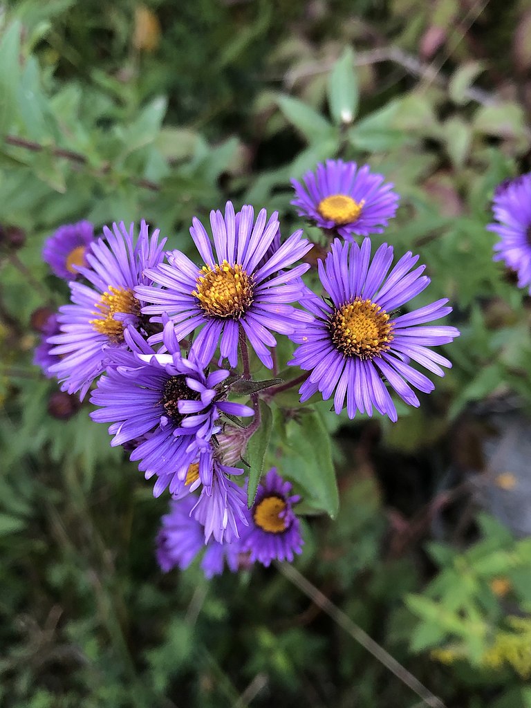 New England aster. Andrew Sebastian, CC BY 4.0 (https://creativecommons.org/licenses/by/4.0), via Wikimedia Commons.