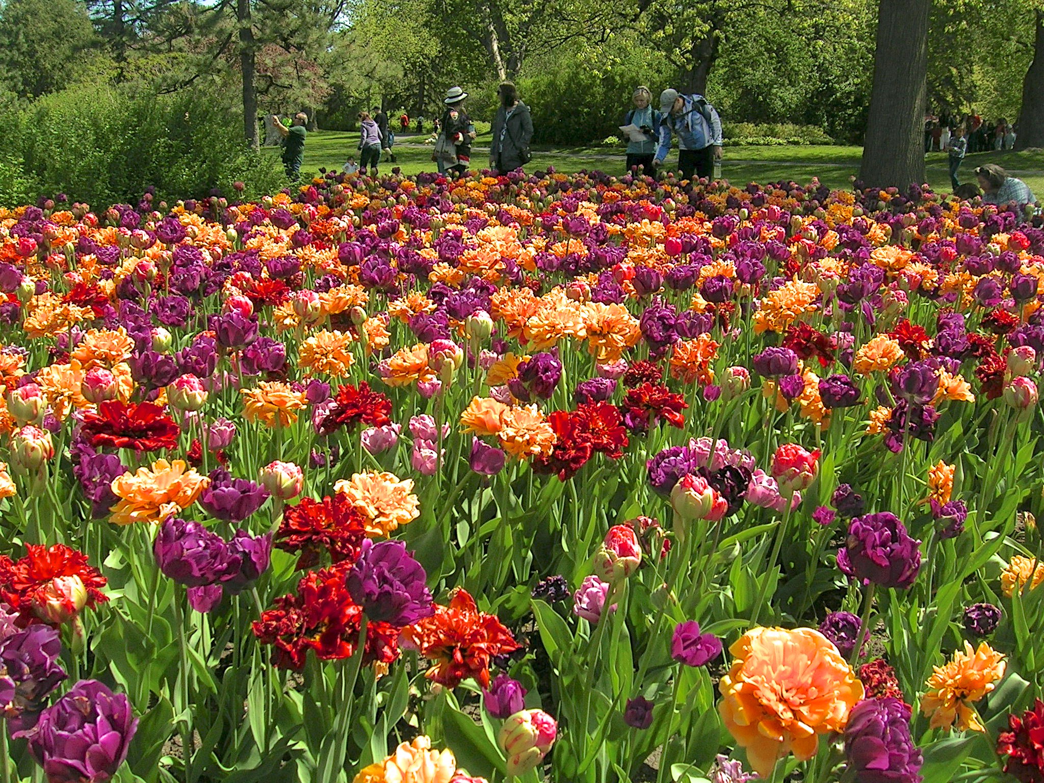 Tulips. Public domain photo from https://flic.kr/p/UMGtG8.