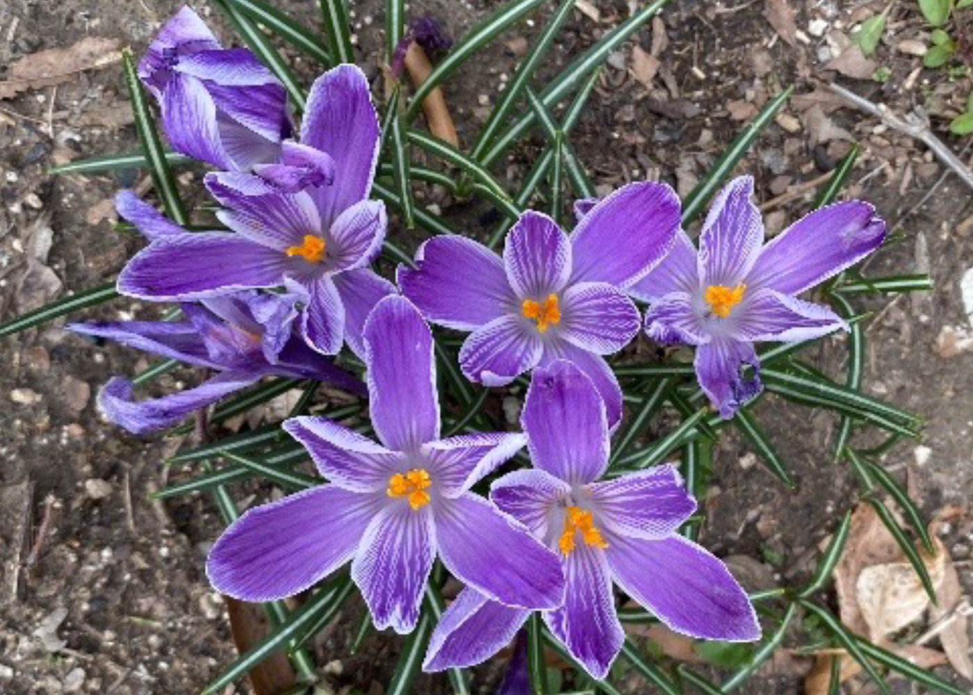 Early blooming purple crocus in the home landscape. Crocus, daffodil, hyacinth and tulips are harbingers of spring with their foliage emerging from the soil very early in the year. Photo by Michele Warmund.