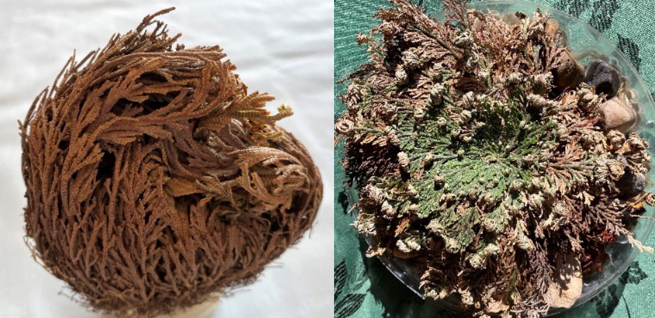 A dormant resurrection plant (left) and the same plant 48 hours after placing it in a pebble-filled container with water (right). These plants are drought tolerant and can survive with only 5% tissue moisture without damage. Photo by Michele Warmund.