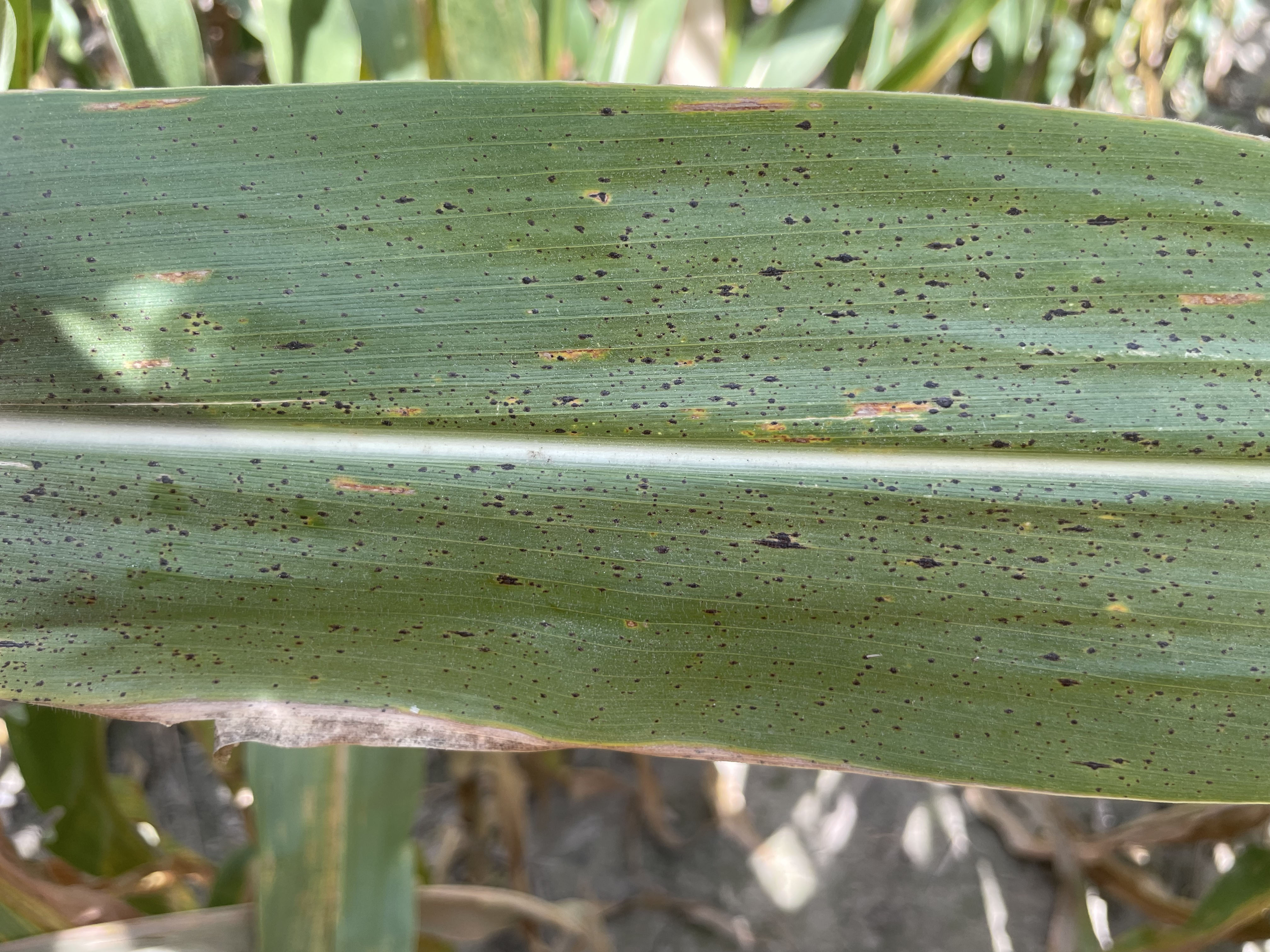 Tar spot of corn. Photo by Mandy Bish.