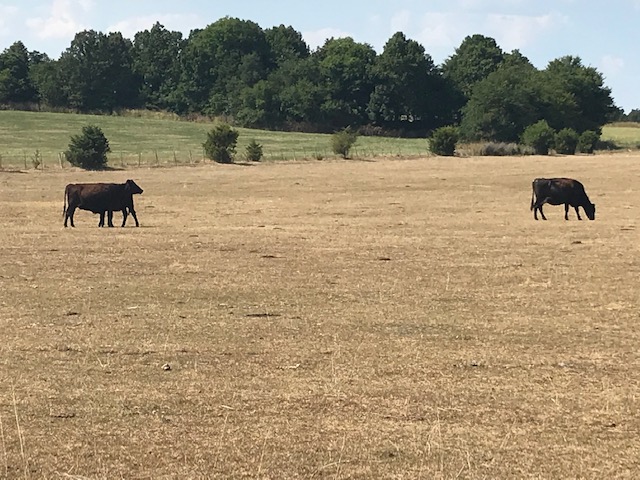 Christian County pasture affected by drought. Photo by Tim Schnakenberg.