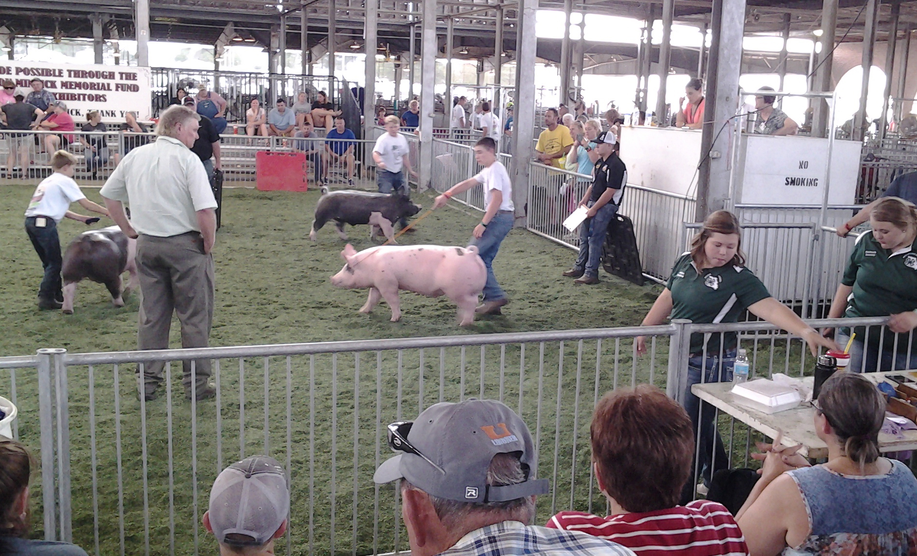 Youths in the swine show ring at a previous Missouri State Fair. Photo by Kendra Graham.