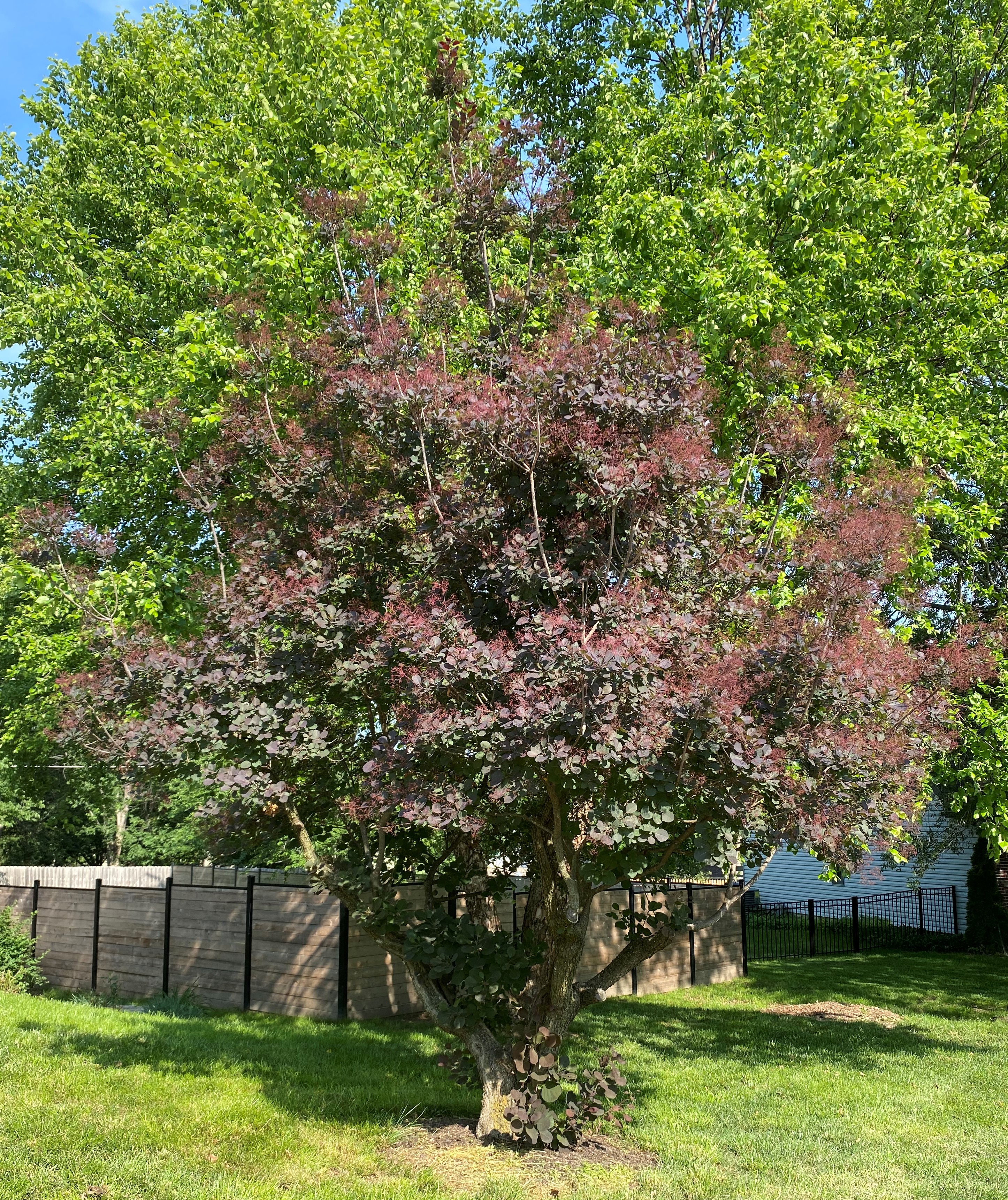 A specimen of common smoketree with its smoky panicles. Photo courtesy of Michele Warmund.